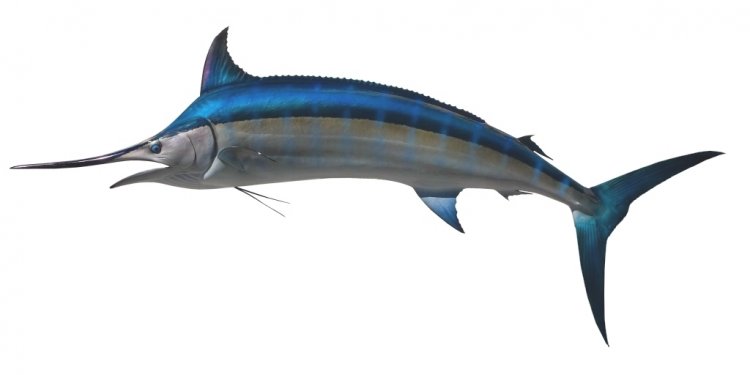 Sun Dolphin Accessories